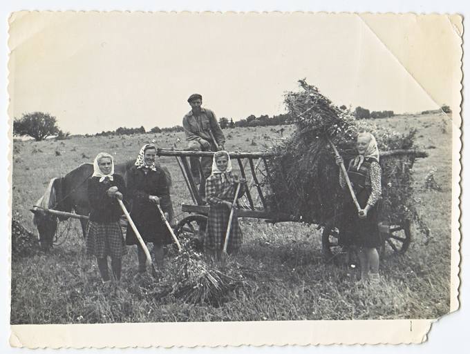 Vežamas vasarojus. Krauna iš kairės į dešinę: Pranutė Grigelionytė, Saverija Genytė, Liucija Kazilionytė ir Emilija Petrauskaitė. Uorėje sėdi Augustas Akulevičius